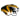 Missouri Tigers